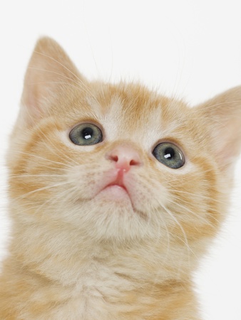 Portrait of a kitten