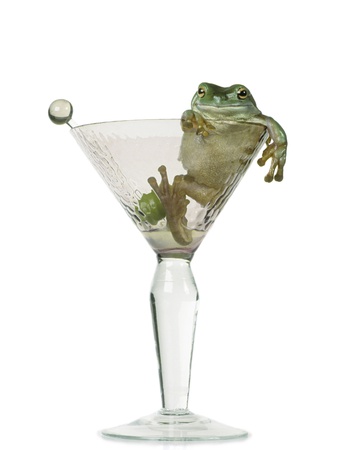 Drunken Frog in Empty Martini Glass