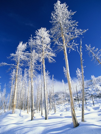 Trees in Snow