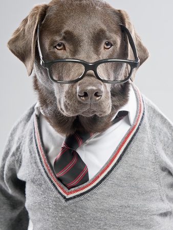 Dog in Sweater and Glasses