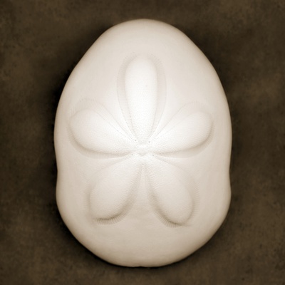 Sea Biscuit