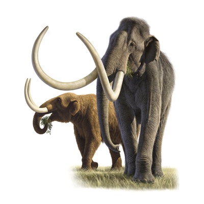 Artwork of a mammoth and a mastodon.