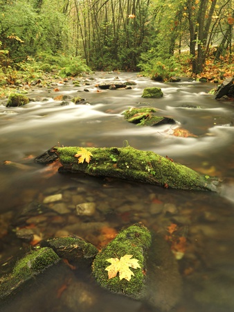 Buy A Stream Flows Through the Rainforest at Goldstream Provincial Park Near Victoria, British Columbia at AllPosters.com