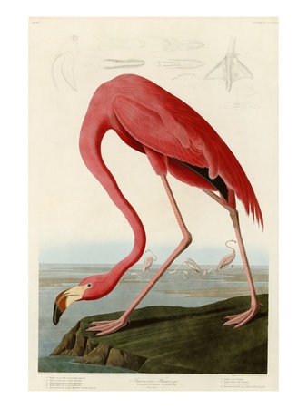 American Flamingo Posters