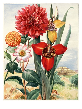 Dahlias and tiger flowers bloom near Temple of the Sun in Mexico