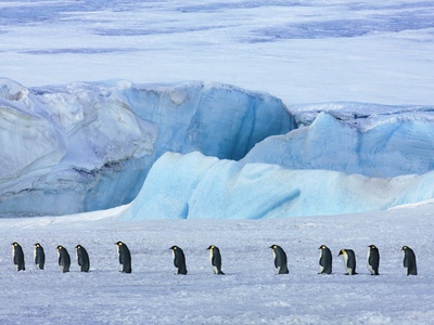 Buy Emperor penguin group with iceberg at AllPosters.com