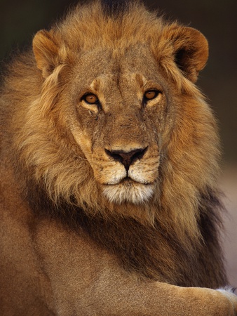 Buy Male Lion Resting at AllPosters.com