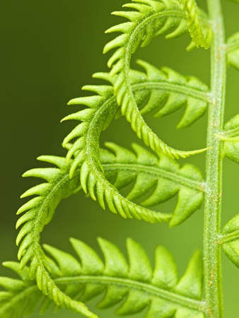 Cinnamon Fern (Osmunda Cinnamomea) Detail of Emerging Fronds, Lively, Ontario, Canada.