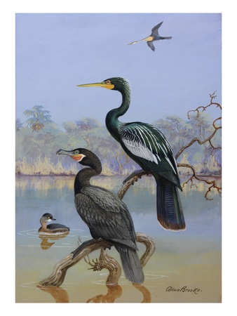 A Painting of a Water Turkey, Mexican Cormorant and a Mexican Grebe