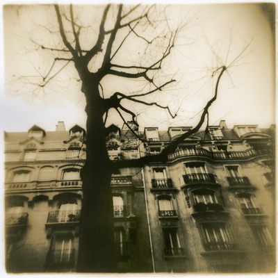 Urban Paris Landscape with Tree