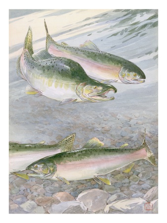 Painting of pink salmon at their nest, with typical hump-backed male