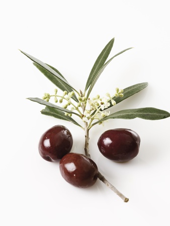 Olive blossoms (Olea europaea) and olives elevated view