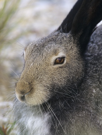 Artic Hare (lepus Articus) in Summer, Churchill Manitoba, Canada