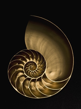 Golden nautilus shell on black sand