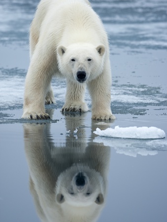 Polar Bear on melting ice, Svalbard, Norway