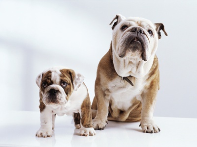 English Bulldog with Puppy