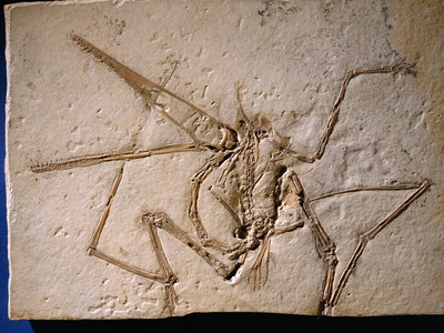 Buy Fossilized Pterodactyl at AllPosters.com