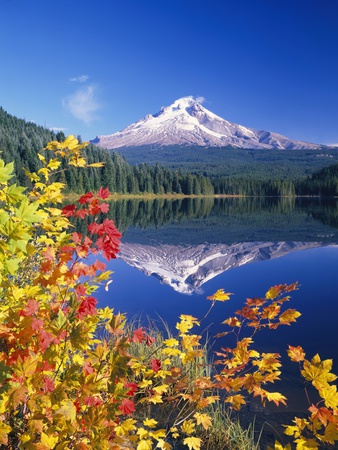 Buy Autumn Leaves Growing Near Mount Hood and Trillium Lake at AllPosters.com
