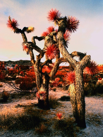 Joshua Trees in Bloom