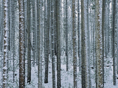 Lodgepole Pine Trees Frosted with Snow