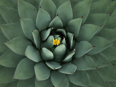 Buy Agave Plant in Huachuca Mountains at AllPosters.com