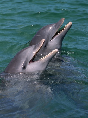 Buy Bottlenose Dolphins Calling from the Water at AllPosters.com
