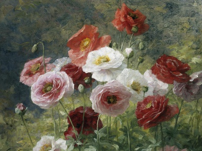 Poppies