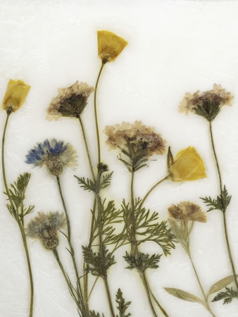 Papaver IV