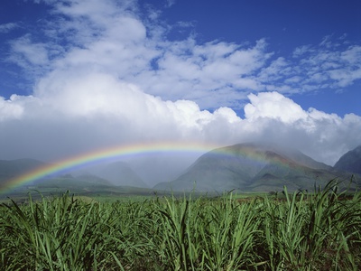 Buy Rainbow Above Sugar Cane Field on Maui at AllPosters.com