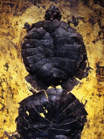 Buy Pair of Freshwater Turtle Fossils at AllPosters.com