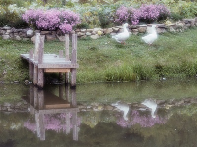 Duck Pond