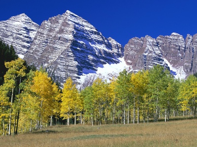 Aspen Trees Before Maroon Peaks