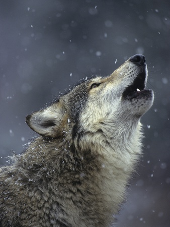 Gray Wolf Howling in Snowfall