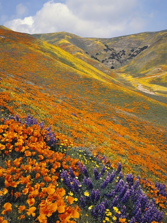 Buy Hillside Wildflowers in Bloom at AllPosters.com