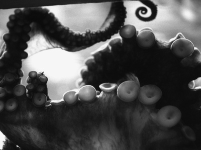 Tentacles of Octopus