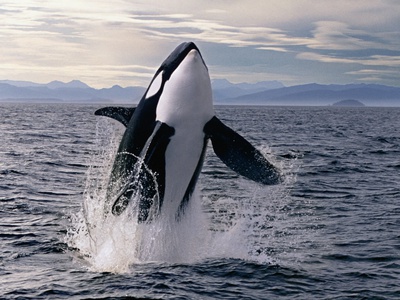 Buy Breaching Killer Whale at AllPosters.com