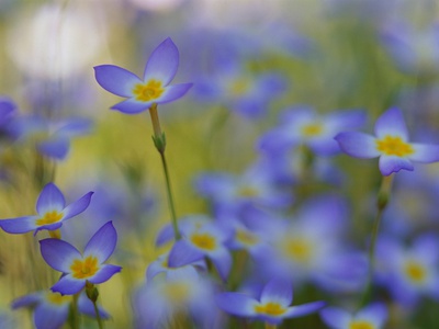 Bluets Close-Up
