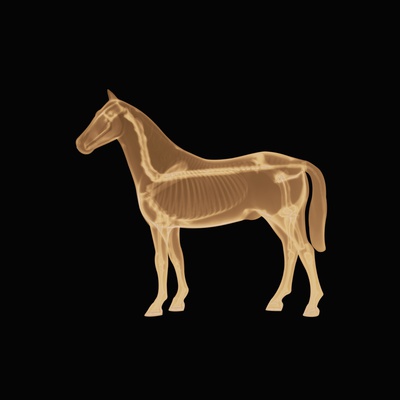Simulated Horse X-Ray