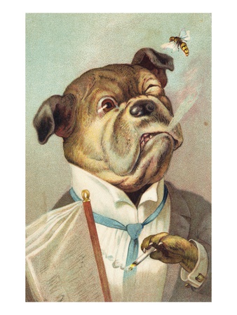 Postcard with a Smoking Bulldog and Bee