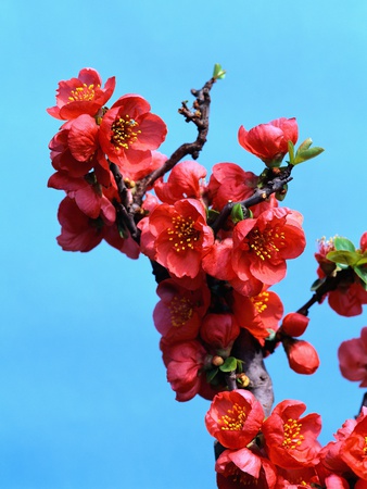 Red Japanese Quince in April
