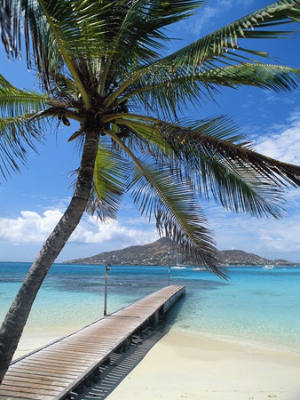 Buy Palm Tree Hanging Over Beach Dock at AllPosters.com