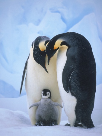 Emperor Penguins with Chick