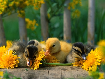 Ducklings and Dandelions on Chair