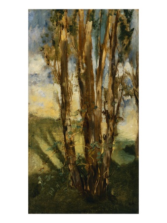Study of Trees