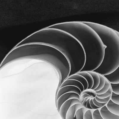 Nautilus Shell