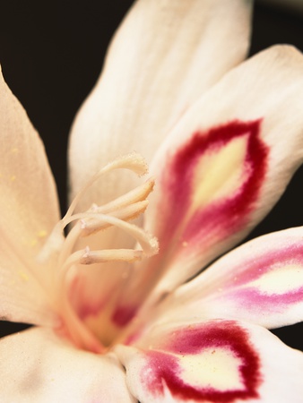 Gladiolus