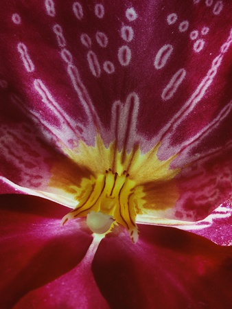 Close-up of an Orchid