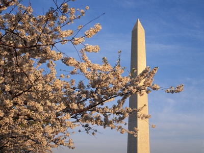 Cherry Tree near Washington Monument Poster