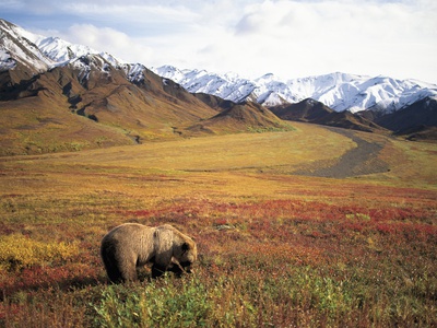 Buy Grizzly Bear Foraging on Colorful Tundra at AllPosters.com