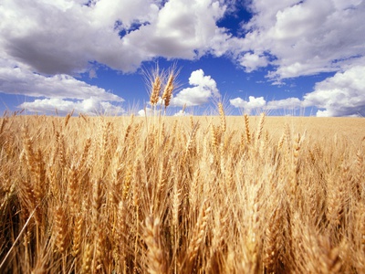 Buy Wheat Field Growing Beneath Puffy Clouds at AllPosters.com